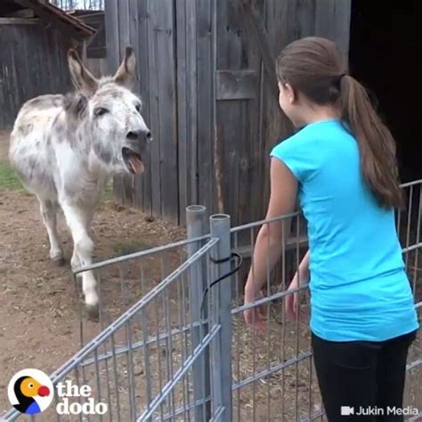 This Donkey Is So Excited To Hug His Favorite Girl 🤗 💕 Listen With