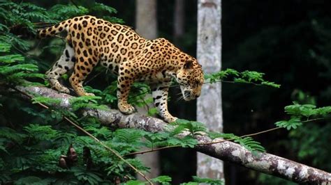 How Do Jaguars Survive In The Rainforest Some Interesting Facts