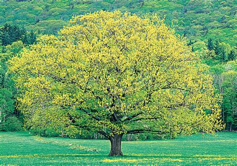 Best Tree Plant For Shade