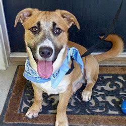 Baton Rouge LA Corgi Shepherd Unknown Type Meet Vito A Pet For