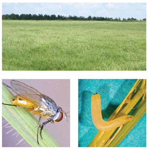Bermudagrass Stem Maggot Id And Management Panhandle Agriculture
