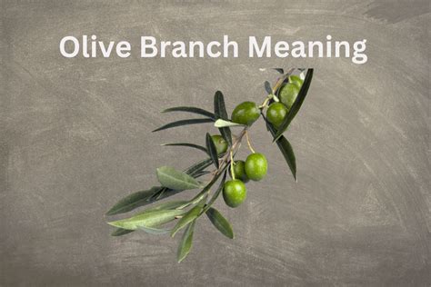 The Historic Olive Branch Meaning Symbolscholar