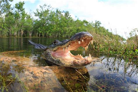 Naples Alligator Guide Safety Tips And 12 Places To See Them — Naples