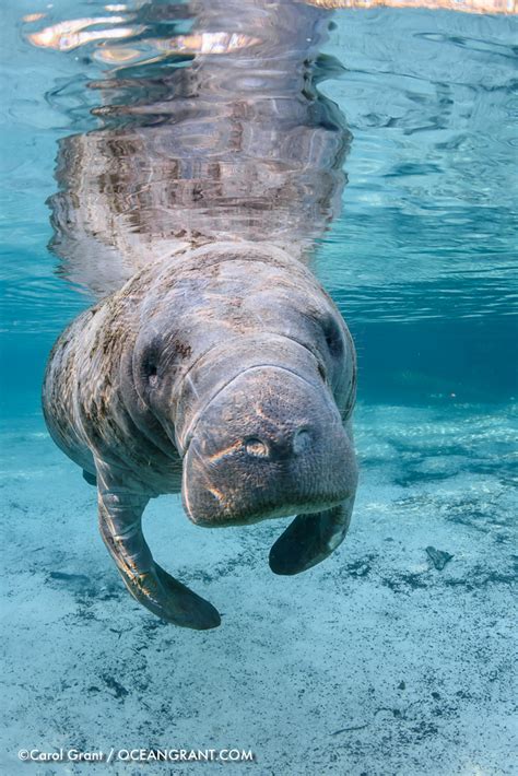 Add manatee to one of your lists below, or create a new one. Leap Day Manatees | Manatee Tales