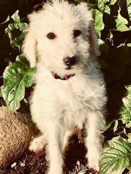 Our puppies are for sale, not adoption. Litter of 5 Labradoodle puppies for sale in DURHAM, CA ...
