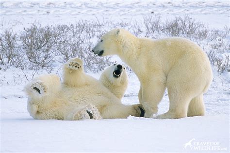 King Of The North Our Best Polar Bear Photos Travel For Wildlife
