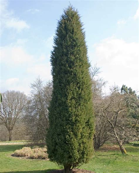 Juniperus Virginiana Glauca Silver Eastern Red Cedar