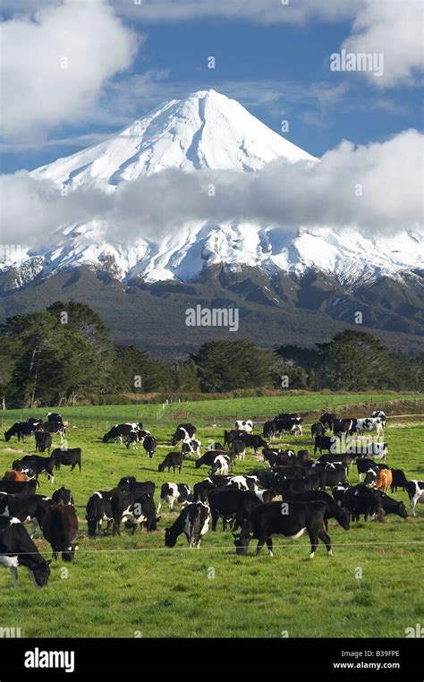 Dairy Cows And Farmland Near Stratford And Mt Taranaki Mt Egmont