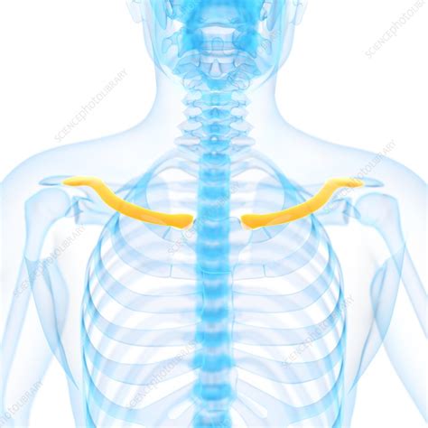 Human Collar Bone Illustration Stock Image F0128054 Science