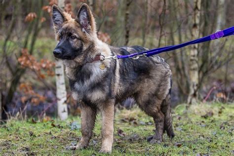 Adopt A German Shepherd Gsdr Uk
