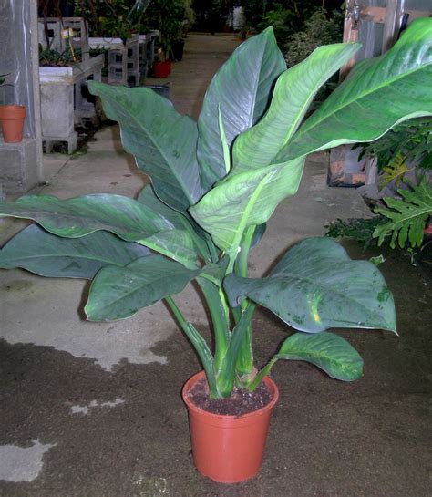 Check spelling or type a new query. Plantas De Hojas Grandes Verdes - SEONegativo.com