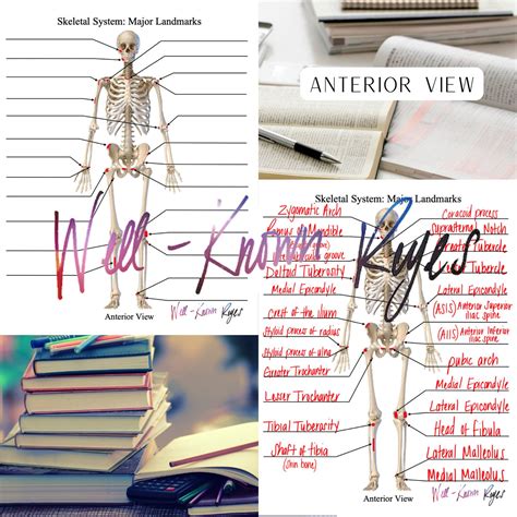 Skeletal System Major Landmarks Bony Landmarks Anatomy And Etsy