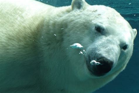 Cochrane Polar Bear Habitat Northeastern Ontario Canada Cochrane