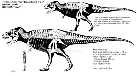 Tyrannosaurus Rex Skeleton Diagram Origami