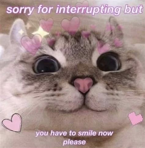 Sorry But R Wholesomememes Wholesome Memes Know Your Meme
