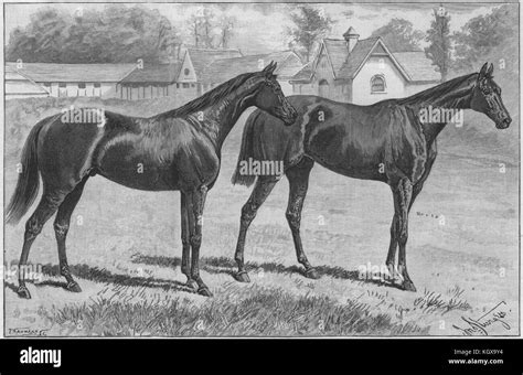 Newmarket Racing Childwick Blundell Maples Racehorses Common