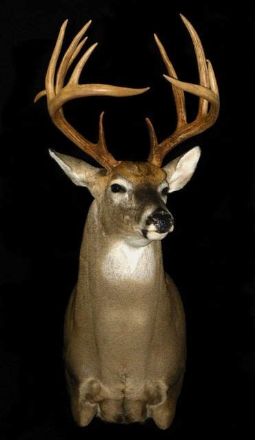 Whitetail Deer Taxidermy Mounts Outback Taxidermy