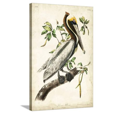 Brown Pelican Stretched Canvas Print Wall Art By John James Audubon