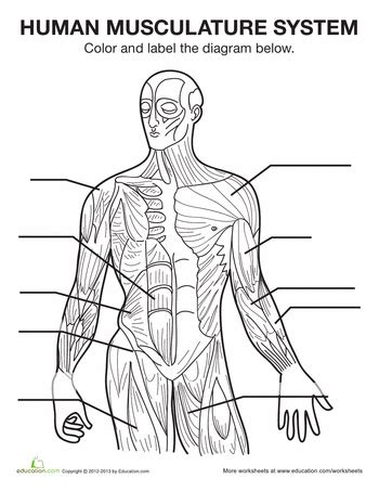 These illustrated science worksheets can help your students learn all about the human body. Muscle Diagram | School | Muscle diagram, Human anatomy ...