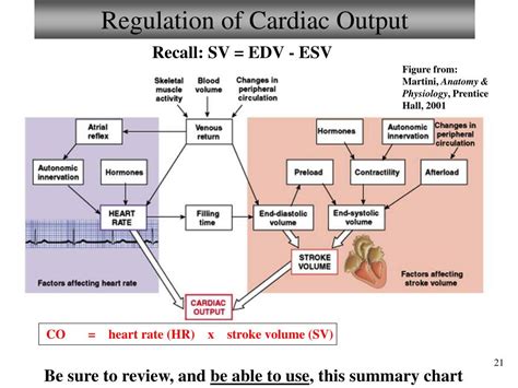Ppt Chapter 18 The Heart And Cardiovascular Function Lecture 3