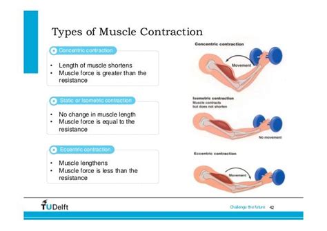 Muscular Strength The Type Of Contraction Affects Muscle Strength