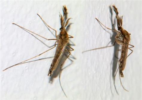 Ochlerotatus Caspius Aedes Le Monde Des Insectes