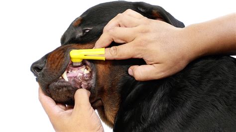 Dental Hygiene For Dogs Ryder Kennel