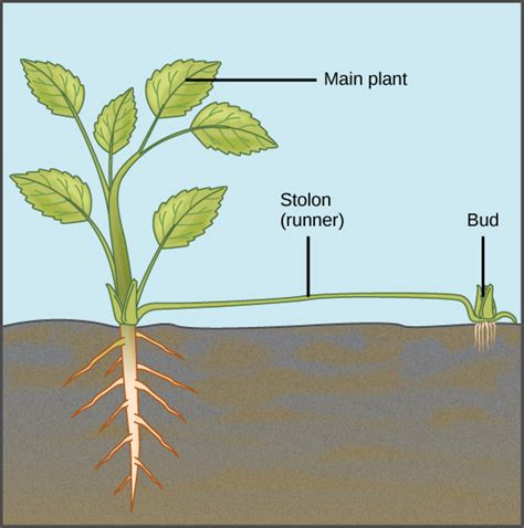 Asexual Reproduction In Plants Biology For Majors Ii