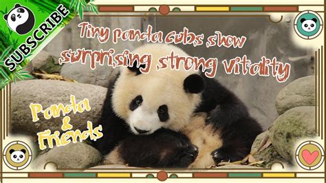 Panda And Friends Ep1 Tiny Panda Cubs Show Surprising Strong Vitality