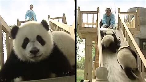 These Baby Pandas Playing On The Slide Are Adorably Sweet And Funny