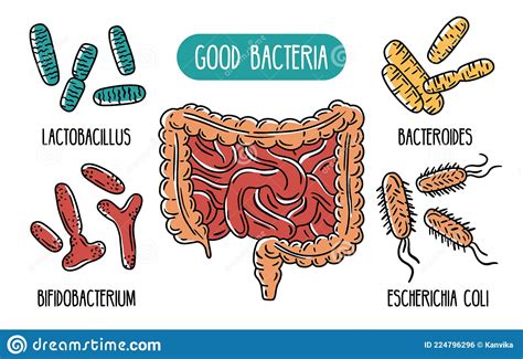 Vector Infographics Of The Good Human Gut Bacteria Stock Vector