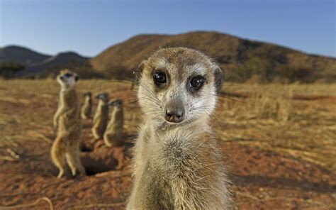 Обои South Africa Tswalu Kalahari Reserve Meerkats Savannah на