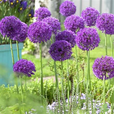 12 Count Allium Purple Sensation Bulbs At