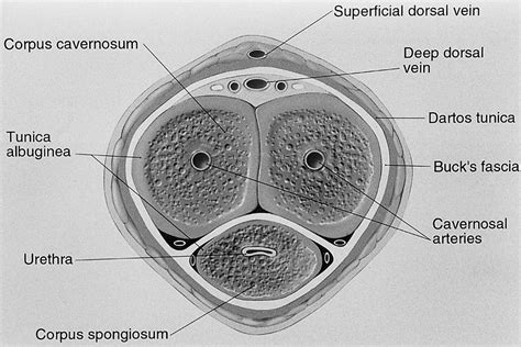 Mr Imaging Of The Penis Radiographics