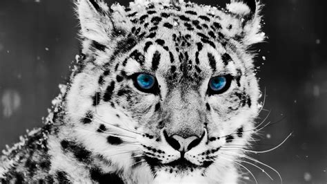 Snow Leopard My Pets Pinterest Leopardo Blanco El Reino Animal