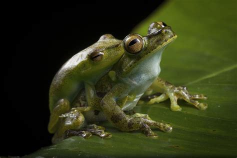 How Do Frogs Reproduce Frog Reproduction Copulation Spawning And Incubation