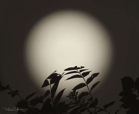 Moonlight Silhouette Juzaphoto