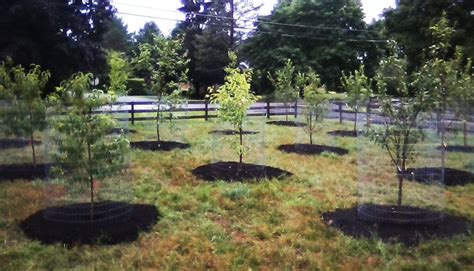 Fruit Tree Orchard And Berry Patch Installation Natural Landscaping