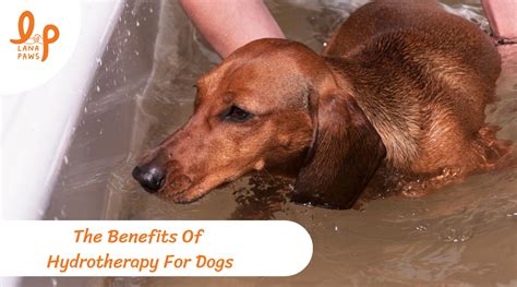 What Is Water Therapy For Dogs