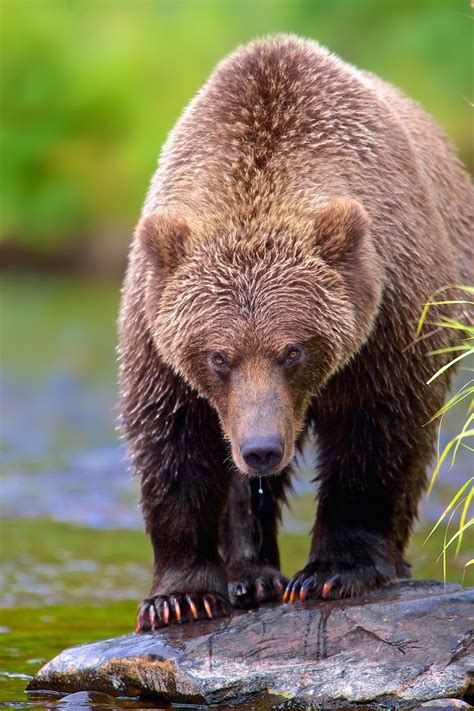 229 Best Bear Necessities Images On Pinterest Polar