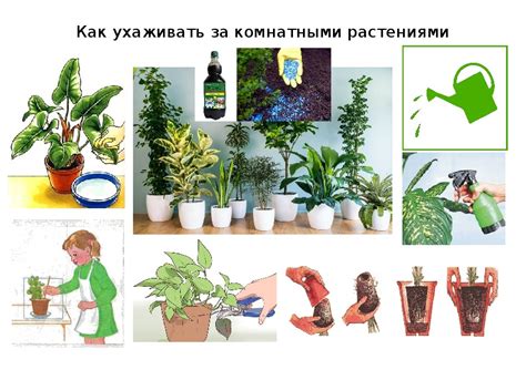 Карточки по уходу за комнатными растениями в детском саду в картинках