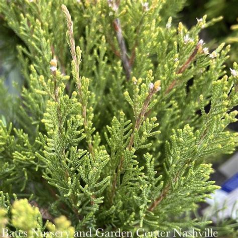 1 Juniperus Chin Mint Julepchinese Juniper Spreading Bates Nursery