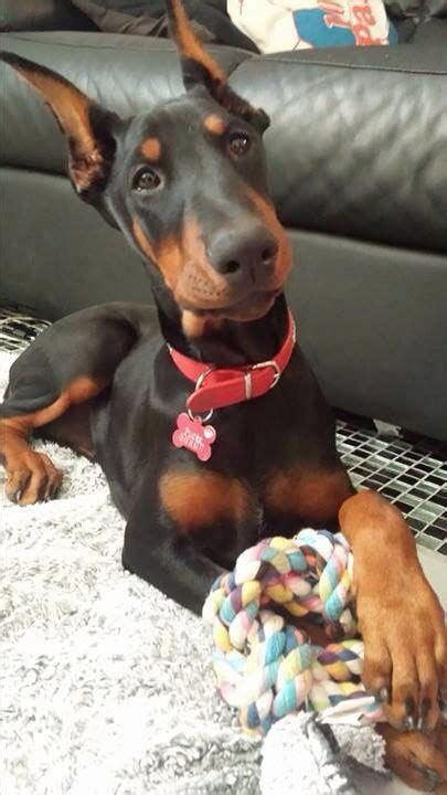 More About The Powerful Doberman Pinscher Puppy Exercise Needs