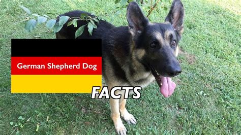 German Shepherd Dog Facts Youtube