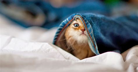 Funny Cat Hd Wallpapers Hd Wallpapers High Quality
