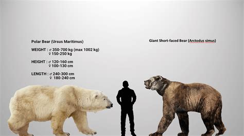 Accurate Size Comparison Between The Giant Short Faced Bear And The