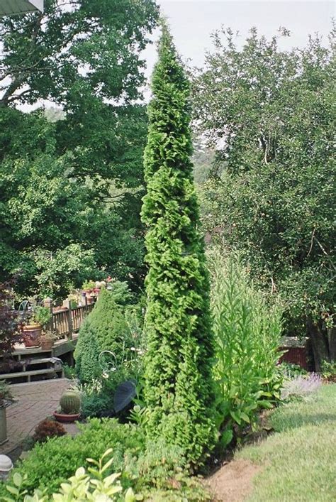 21 Best Tall And Slender Evergreen Trees Images On Pinterest Thuja