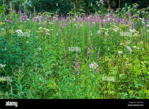Edge Of A Wildflower Meadow In Kent England Uk Hi Res Stock Photography