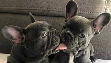 Cute Frenchies