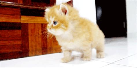 Cute Fluffy Kitten Meow S Wiffle